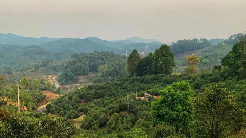【免费茶样】大光山2025年春